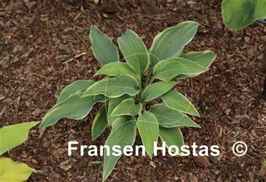 Hosta Oyster Bar